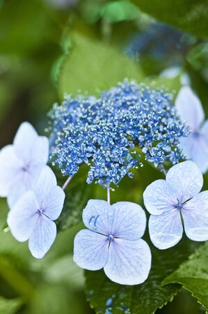 Hydrangea