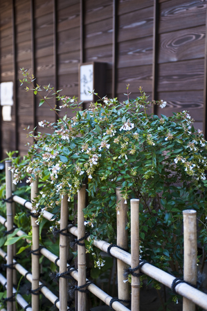 Hedgeの写真素材