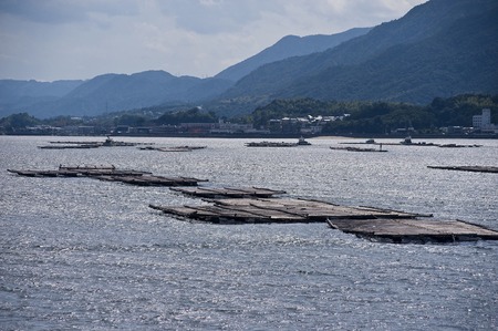 Oyster raftの写真素材