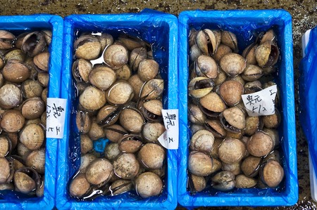 Cockles