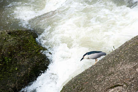 Wagtailの写真素材