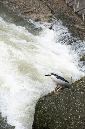 Wagtailの写真素材