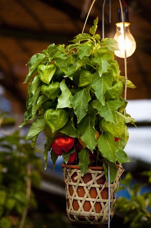 Nightshadeの写真素材