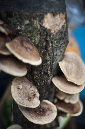 Hirakinokoの写真素材