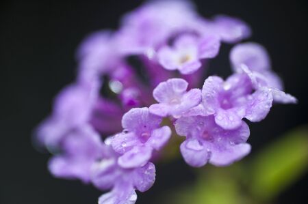 Purple flowers on a rainy day