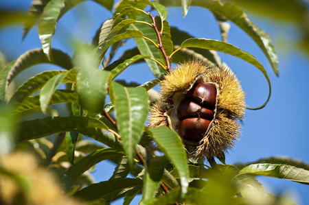 Chestnutの写真素材