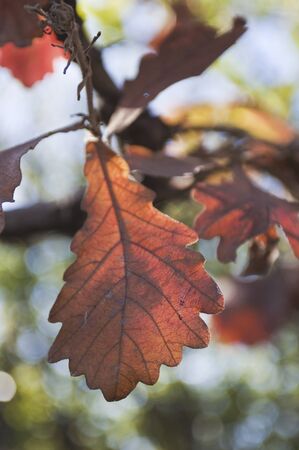 Autumn leaves