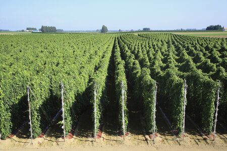 Longer fieldの写真素材