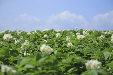 Potato flowersの写真素材