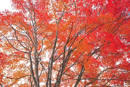 Autumn leaves