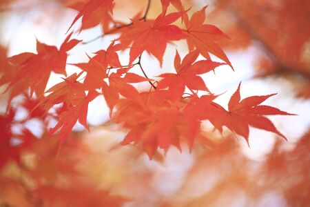 Autumn leaves