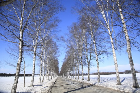 Birch tree-lined winterの写真素材