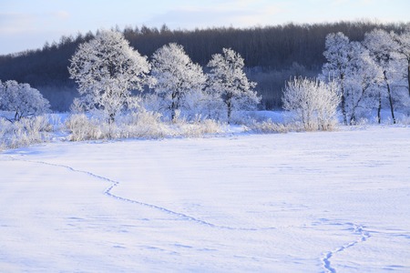 Rime iceの写真素材