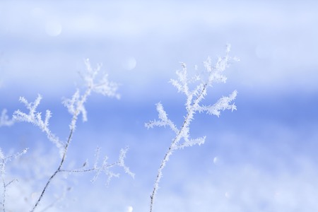 Rime ice