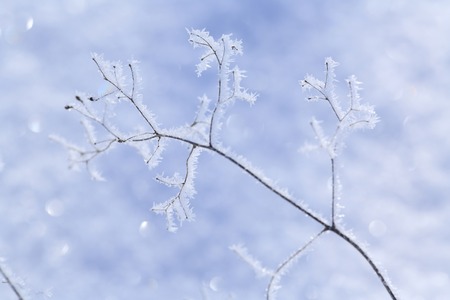 Rime iceの写真素材