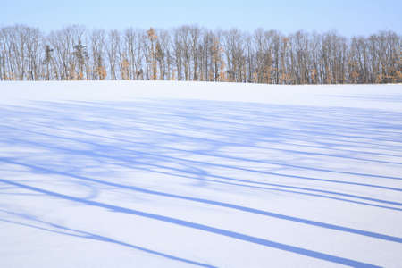 Shadow of a snowy field treesの写真素材