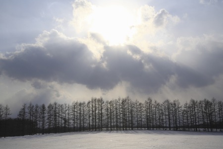 The sun and the silhouette of larch forests of cloudsの写真素材