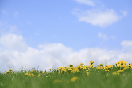 Dandelion of Harappa and blue skyの写真素材