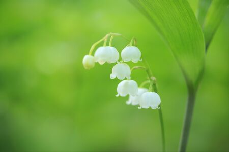 Lily of the Valleyの写真素材