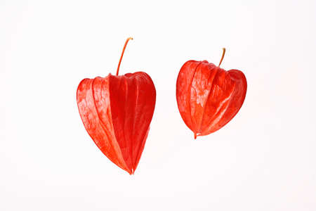 Nightshadeの写真素材