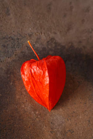 Nightshadeの写真素材