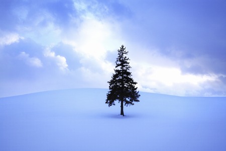 Tree of winter of Christmas treeの写真素材