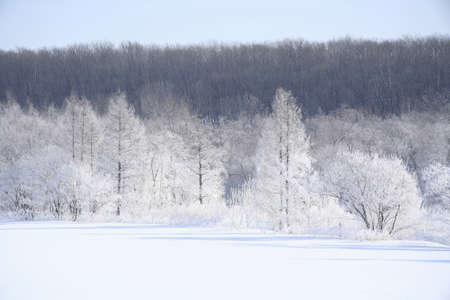 Rime of the Snowfield.の写真素材