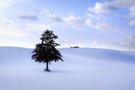 Tree carp by winter of springの写真素材