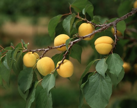 Apricotの写真素材