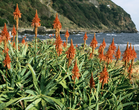 Village of aloeの写真素材