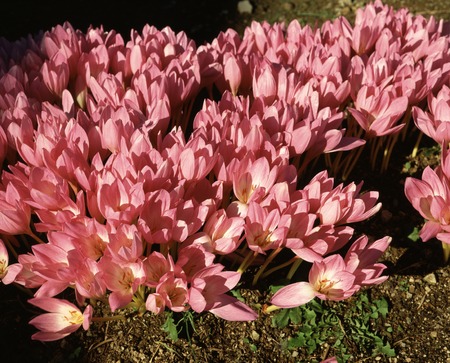 Colchicum