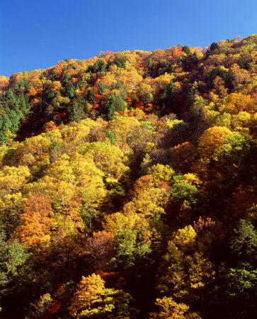 Autumn leaves