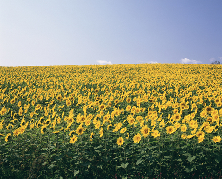 Sunflower communityの写真素材