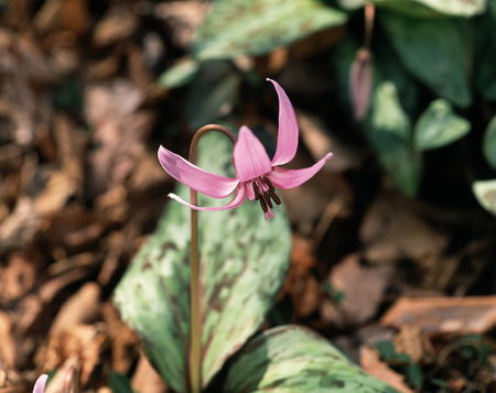 Dogtooth violetの写真素材