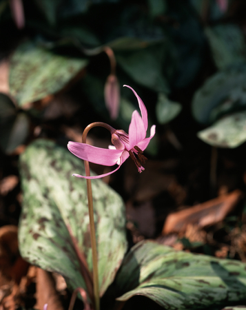 Dogtooth violetの写真素材