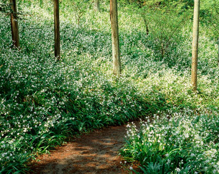 Fringed iris community