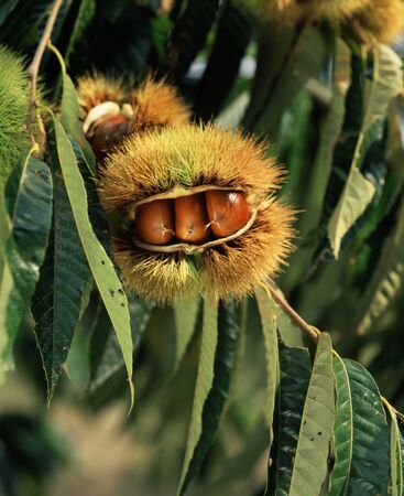 Chestnutの写真素材