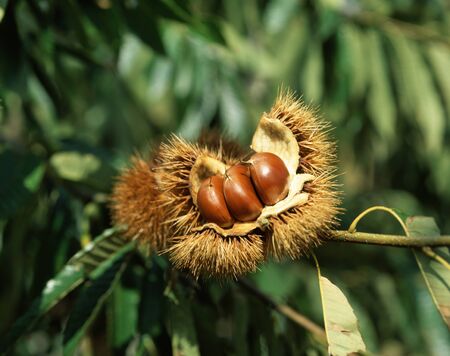 Chestnutの写真素材