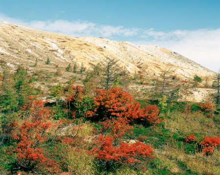 Autumn leaves of rowan and Kusatsu Shiraneの写真素材