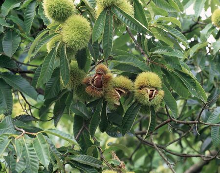 Chestnut