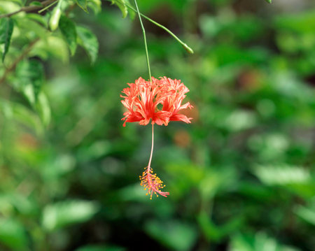 Wind chimes Bussokaの写真素材