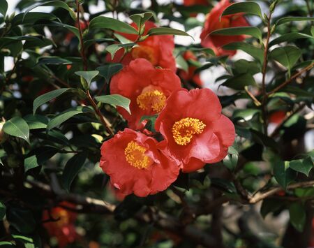Camellia Edith Lintonの写真素材