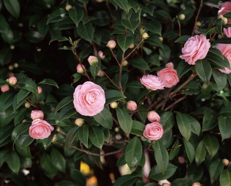 Camelliasの写真素材