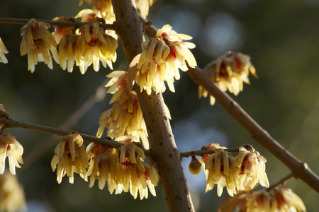 Robinの写真素材