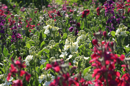 Stock of the flower gardenの写真素材
