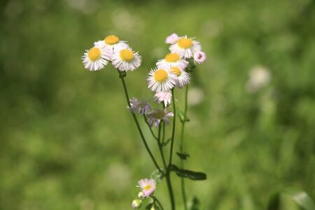 Philadelphia Fleabaneの写真素材