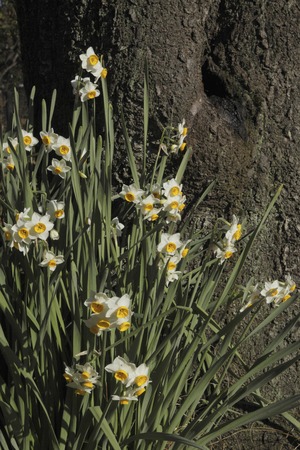 Narcissusの写真素材