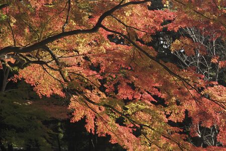 Autumn leaves