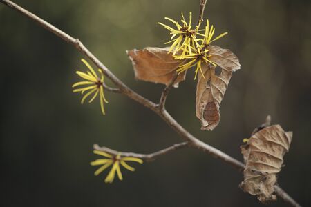 Shinamansakuの写真素材