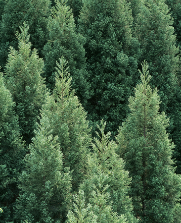 Cedar trees